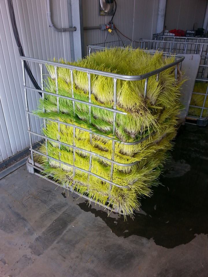 Vers HYDROPONIC VOER leverbaar